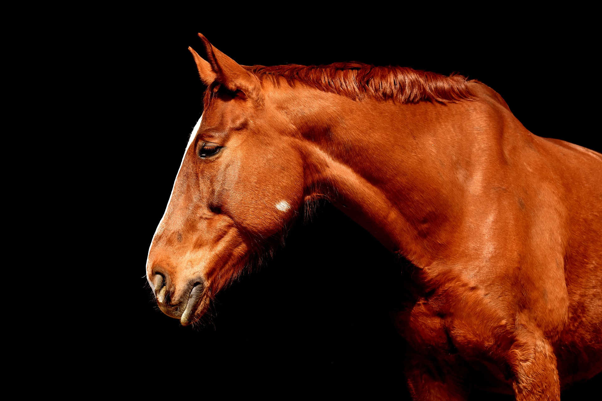 Chevaux de courses de plat