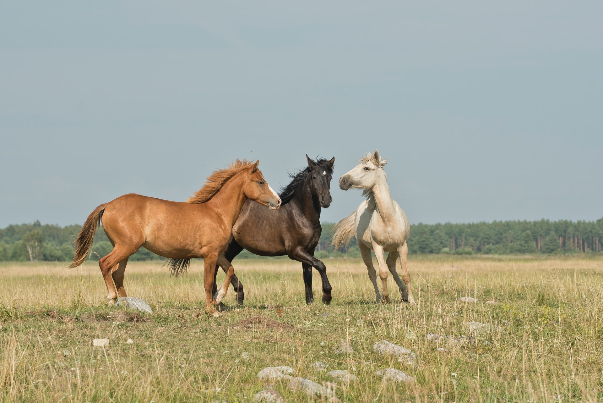 Technique pour trouver le cheval gagnant